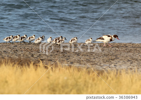 Female shelduck with 13 chicks Female shelduck with 13 chicks 36386943