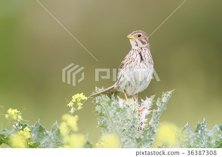 The corn bunting (Emberiza calandra)  36387308