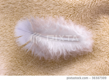 Feather on fabric  36387309