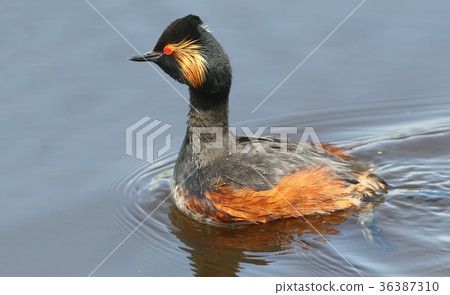 Black necked grebe in breeding plumage 36387310
