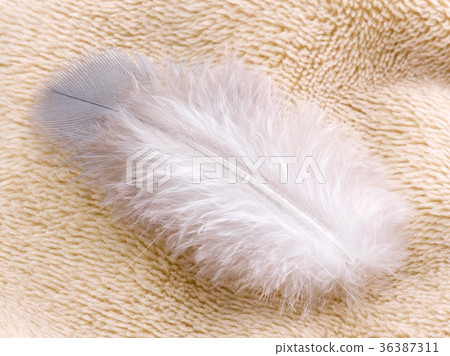 Feather on fabric Feather on fabric 36387311
