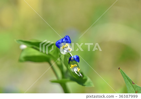 Swallow tuna (grass) 36387999