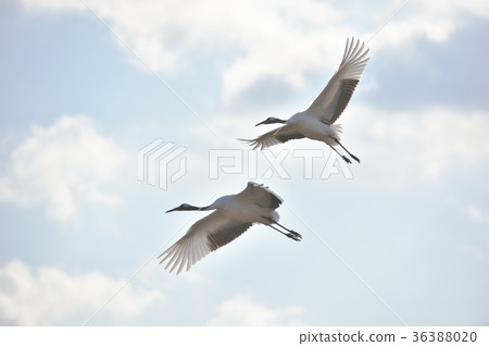 Two cranes flying in the sky (Hokkaido · Tsurui) Two cranes flying in the sky (Hokkaido · Tsurui) 36388020