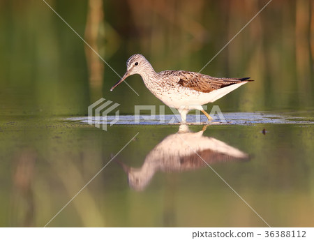 The common greenshank (Tringa nebularia) The common greenshank (Tringa nebularia) 36388112