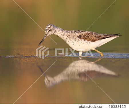 The common greenshank (Tringa nebularia) 36388115