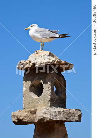 European Herring Gull Sitting Down on the Chimney European Herring Gull Sitting Down on the Chimney 36388466