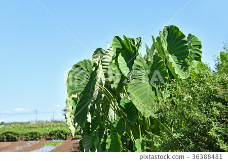 Taro field 36388481