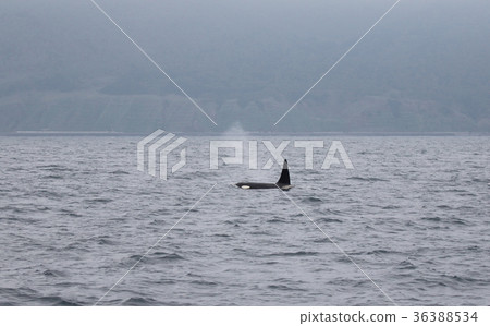 Blow orca Blow orca 36388534