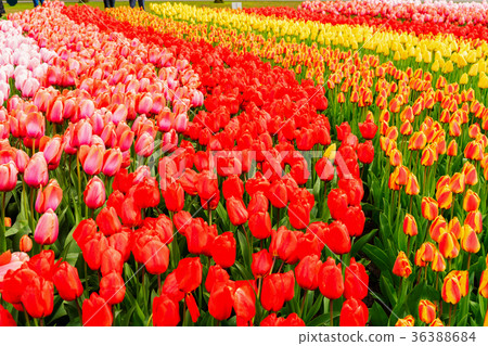 Rows of tulip flowers Rows of tulip flowers 36388684