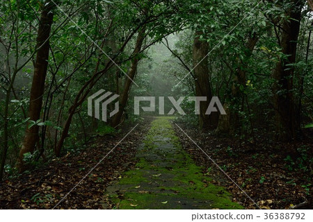 Amami Nature Observation Forest 07 Amami Nature Observation Forest 07 36388792
