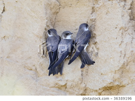 Three sand martin near nest Three sand martin near nest 36389196