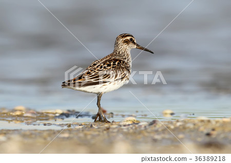 The broad-billed sandpiper (Calidris falcinellus) The broad-billed sandpiper (Calidris falcinellus) 36389218