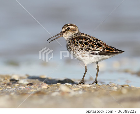The broad-billed sandpiper (Calidris falcinellus) The broad-billed sandpiper (Calidris falcinellus) 36389222