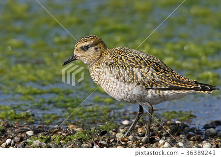 Golden plover in winter plumage Golden plover in winter plumage 36389241