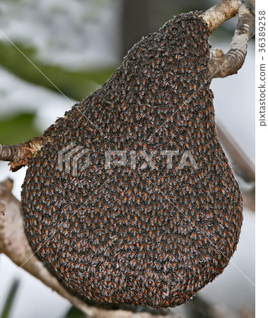 swarm of wild bees on a tree swarm of wild bees on a tree 36389258