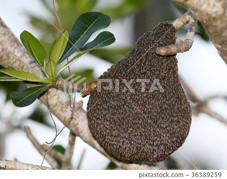 swarm of wild bees on a tree swarm of wild bees on a tree 36389259