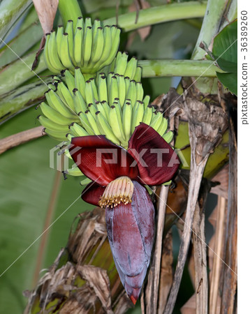 A bunch of fruits and a banana flower A bunch of fruits and a banana flower 36389260