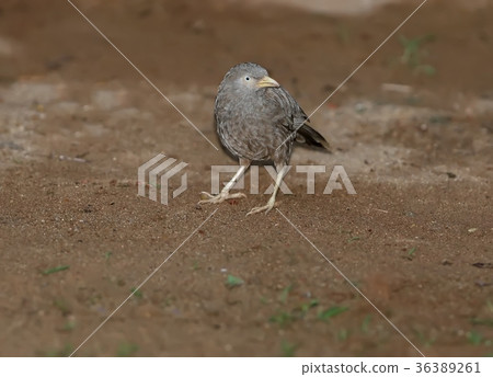 Yellow-billed Babbler sits on the ground Yellow-billed Babbler sits on the ground 36389261