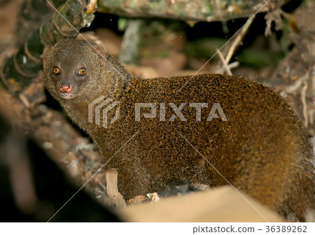 ruddy mongoose on a garbage dump in the country 36389262