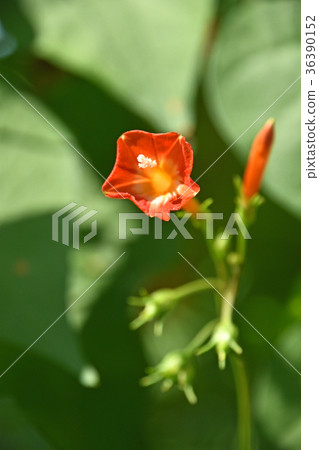 Marubago sole (Maruba leaf grass) 36390152
