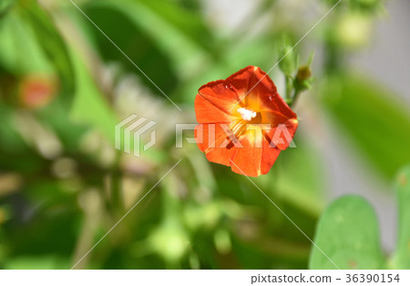 Marubago sole (Maruba leaf grass) 36390154