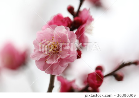 Plum Plum 36390309