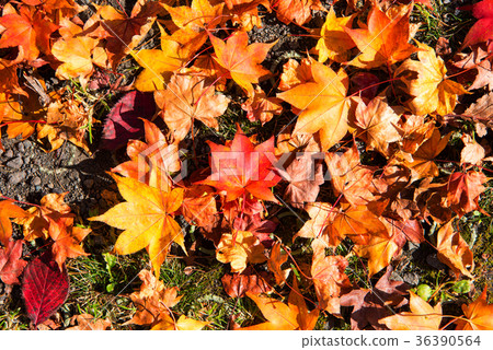 Autumn leaves background, The leaves change color. 36390564
