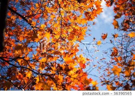 Autumn leaves background, The leaves change color. 36390565