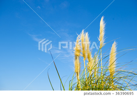 日本雪鬆的耳朵 36390695