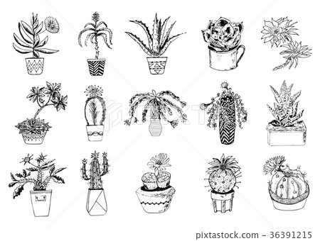 Succulents set, cactus, peyote, echeveria 36391215