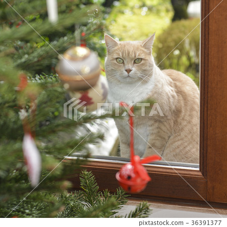 Red cat and Christmas tree with toys Red cat and Christmas tree with toys 36391377