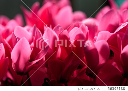 Pink cyclamen petals 36392188