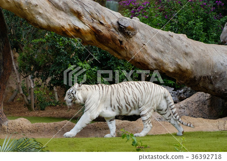 white tiger - white bengal tiger in zoo white tiger - white bengal tiger in zoo 36392718