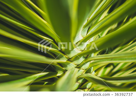 abstract plant background ,  palm tree closeup,  36392737