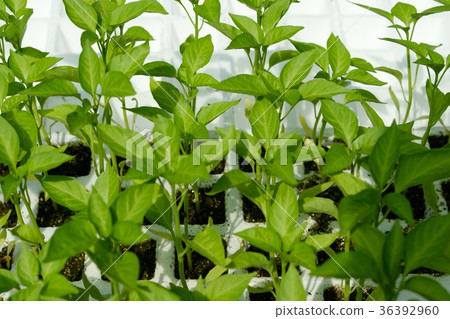 plant seedlings, padron peppers - pimiento padron 36392960