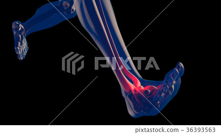 Ankle Pain in Human Body Transparent Design 36393563