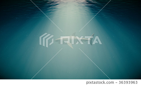 The Great White Shark in the Ocean Side View 36393963