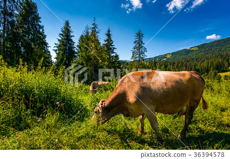 cow grazing in a tall grass near the forest 36394578