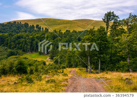 path through birch forest to the mountains 36394579