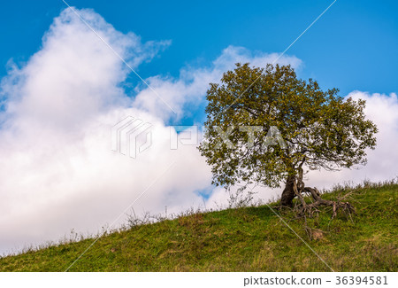 lonely tree on a grassy hillside lonely tree on a grassy hillside 36394581
