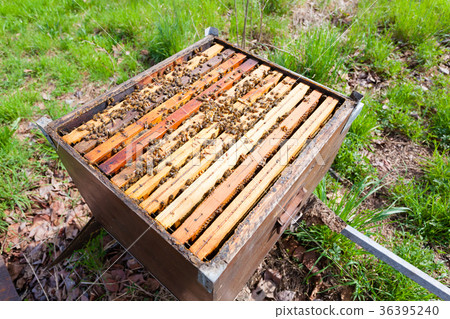 Open hive, beekeeping 36395240