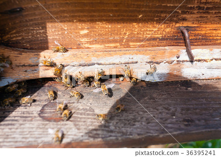 Bee with pollen that enter in the hive 36395241