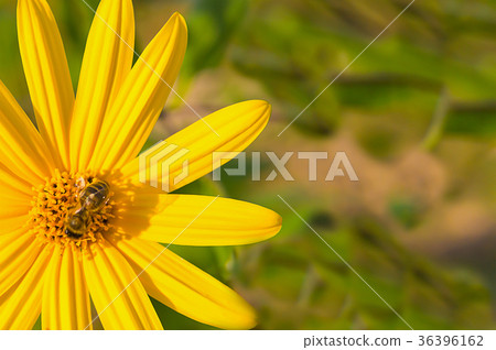 bee sits on a yellow flower with long petals bee sits on a yellow flower with long petals 36396162