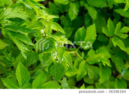 Green plant young nettle with white flowers Green plant young nettle with white flowers 36396164