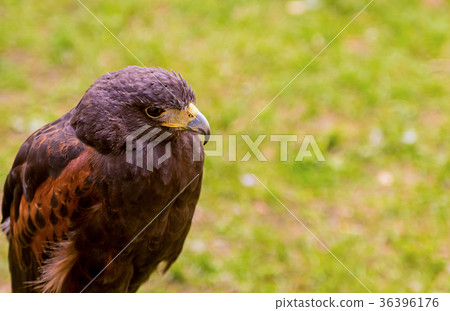 wild bird eagle profile close-up on a green field 36396176