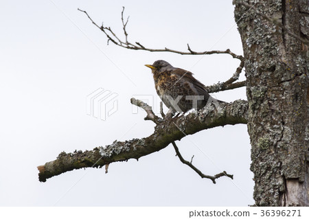 Fieldfare (Turdus pilaris) Fieldfare (Turdus pilaris) 36396271