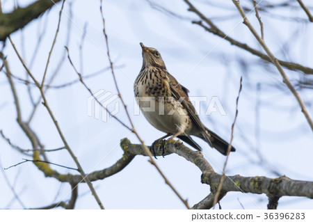 Fieldfare (Turdus pilaris) Fieldfare (Turdus pilaris) 36396283