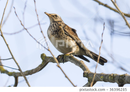 Fieldfare (Turdus pilaris) 36396285