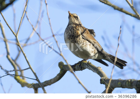 Fieldfare (Turdus pilaris) 36396286