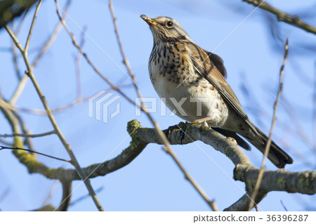 Fieldfare (Turdus pilaris) Fieldfare (Turdus pilaris) 36396287